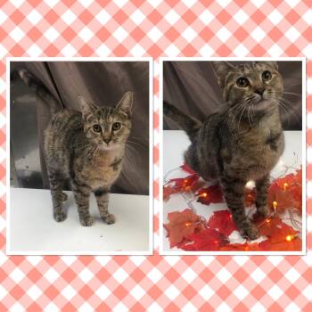 Rescue Domestic Short Hair Cats for Adoption in Buckhannon, West Virginia - LILLY MAY | PetCurious