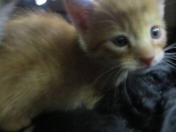 A382164 -  Domestic Short Hair Cat for Adoption in Ocala, Florida - A382164 | PetCurious