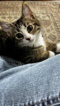 Domestic Short Hair and Tabby Cats Available for Adoption in Frisco, Texas - Busy | PetCurious
