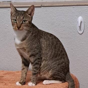 Rescue Domestic Short Hair Cats for Adoption in Bonita Springs, Florida - Autumn | PetCurious