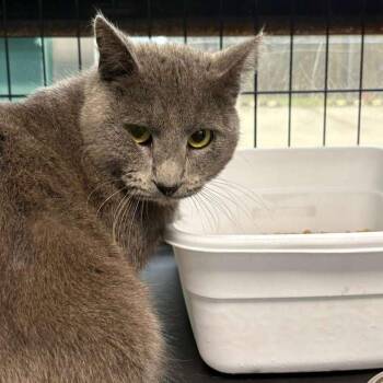 Domestic Short Hair Cats Available for Adoption - Smokey | PetCurious