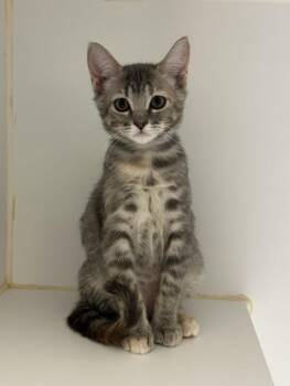 ANGELA -  Domestic Short Hair Cat for Adoption in Texas City, Texas - ANGELA | PetCurious
