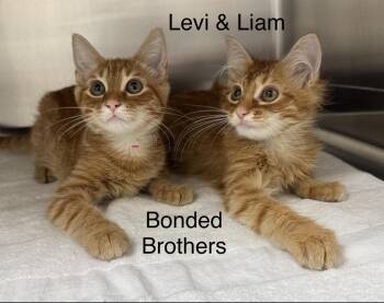 Levi & Liam -  Domestic Short Hair Cat for Adoption in Pawleys Island, South Carolina - Levi & Liam | PetCurious