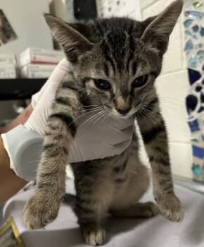 Domestic Short Hair Cats Available for Adoption in Pensacola, Florida - FERNANDO | PetCurious