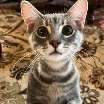 Rescue Domestic Short Hair Cats for Adoption in Los Angeles, California - Keefe | PetCurious