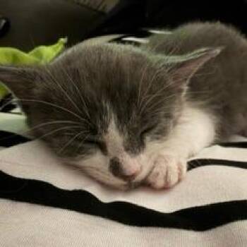 Graby -  American Shorthair Cat for Adoption in Huntsville, Alabama - Graby | PetCurious