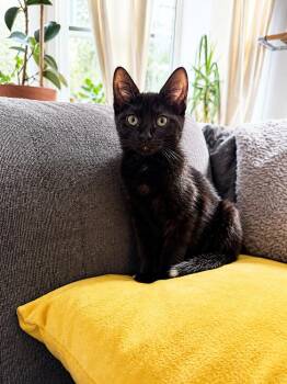 Sol -  Domestic Short Hair Cat for Adoption in Chicago, Illinois - Sol | PetCurious