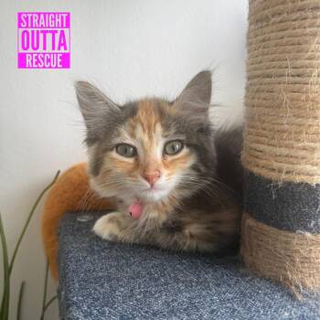 Pantene -  Domestic Long Hair Cat for Adoption in Vancouver, British Columbia - Pantene | PetCurious