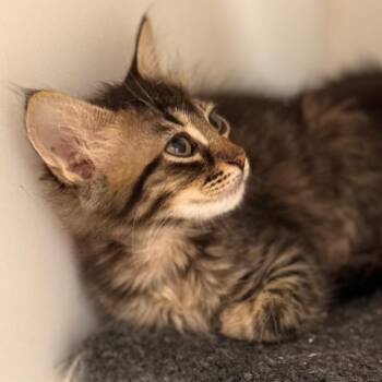 Madelyn -  Domestic Short Hair Cat for Adoption in Cumming, Georgia - Madelyn | PetCurious