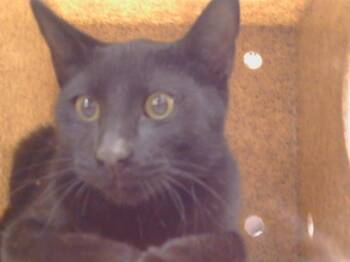 MARTY -  Domestic Short Hair Cat for Adoption in Sacramento, California - MARTY | PetCurious