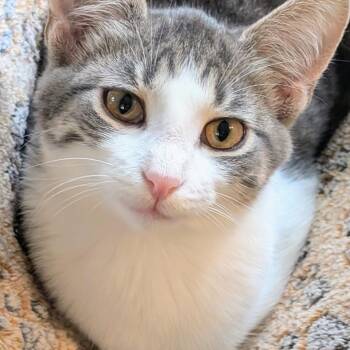 Serena -  Domestic Short Hair Cat for Adoption in Woodstock, Illinois - Serena | PetCurious