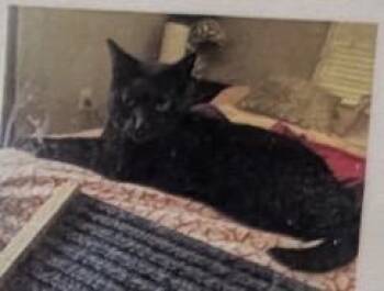 Ava -  Domestic Short Hair Cat for Adoption in Daytona Beach, Florida - Ava | PetCurious