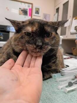 Ginger -  Domestic Short Hair Cat for Adoption in Palm Coast, Florida - Ginger | PetCurious