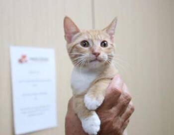 Brantley -  Domestic Short Hair Cat for Adoption in Brunswick, Georgia - Brantley | PetCurious