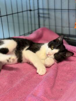 Angel -  Domestic Short Hair Cat for Adoption in Warren, Ohio - Angel | PetCurious