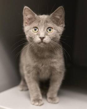 FERNGULLY -  Domestic Short Hair Cat for Adoption in Leesburg, Virginia - FERNGULLY | PetCurious