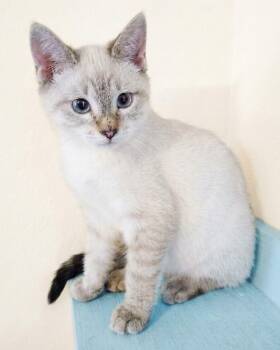 Snuggle Bug Zane -  Siamese Cat for Adoption in Theodore, Alabama - Snuggle Bug Zane | PetCurious
