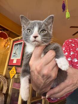 Domestic Short Hair Cats Available for Adoption in Memphis, Tennessee - Storm | PetCurious