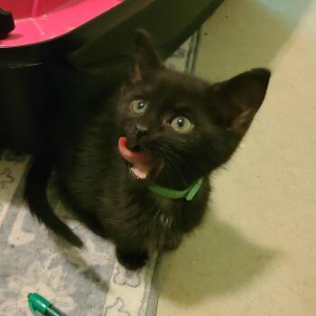 Domestic Short Hair and Tabby Cats Available for Adoption in Greensboro, Georgia - Carl - Winterville, GA | PetCurious
