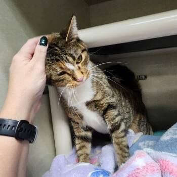 Sarah Connor -  Domestic Short Hair Cat for Adoption in Walker, Michigan - Sarah Connor | PetCurious