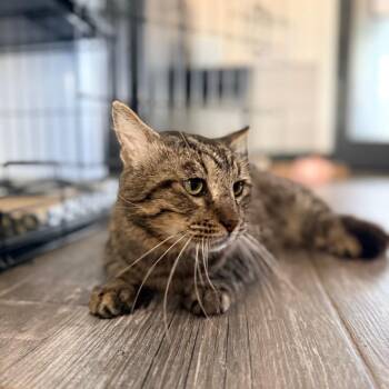 Domestic Short Hair Cats Available for Adoption - Atlas | PetCurious