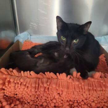 Alley Ward -  Domestic Short Hair Cat for Adoption in Westminster, California - Alley Ward | PetCurious