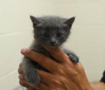 Anne -  Domestic Short Hair Cat for Adoption in Westland, Michigan - Anne | PetCurious