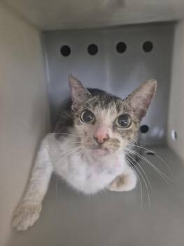 Rescue Domestic Short Hair Cats for Adoption in Texas City, Texas - A041598 | PetCurious