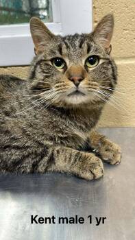 Domestic Short Hair Cats Available for Adoption - Kent | PetCurious