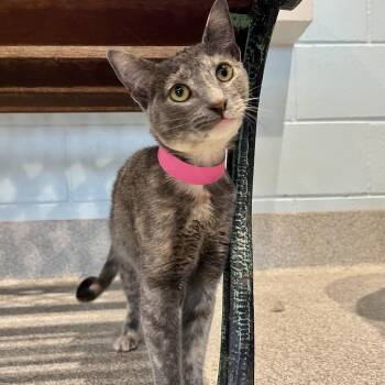 Domestic Short Hair Cats Available for Adoption - Thelma | PetCurious