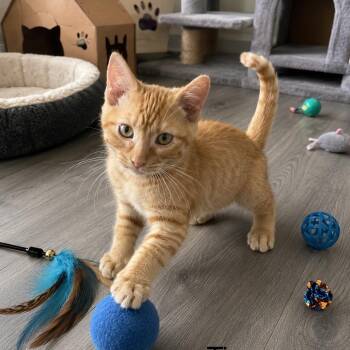 Timmy -  Tabby Cat for Adoption in Wyandotte, Michigan - Timmy | PetCurious