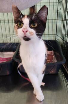 Domestic Short Hair Cats Available for Adoption - Serena | PetCurious