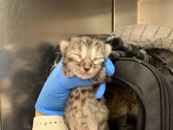 Domestic Short Hair Cats Available for Adoption - BLOOM | PetCurious