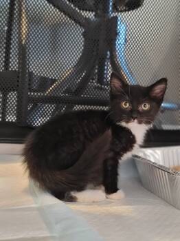 Rescue Domestic Short Hair Cats for Adoption in Homer Glen, Illinois - Barrel | PetCurious