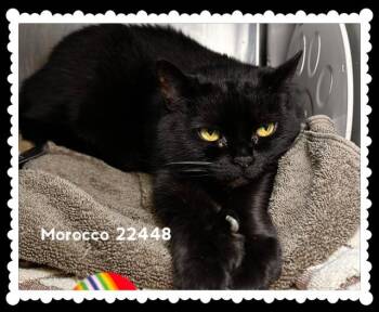 MOROCCO -  Domestic Short Hair Cat for Adoption in Marietta, Georgia - MOROCCO | PetCurious