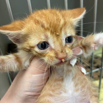 Kitten 2 -  Domestic Short Hair Cat for Adoption in Harrisonburg, Virginia - Kitten 2 | PetCurious