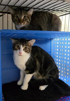 Rescue Domestic Short Hair Cats for Adoption - Fate | PetCurious