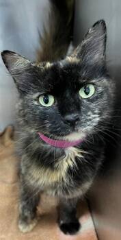 SALINA -  Domestic Medium Hair Cat for Adoption - SALINA | PetCurious