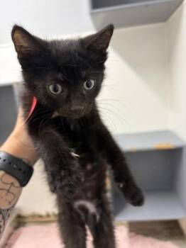 Cheerio -  Domestic Short Hair Cat for Adoption in West Chester, Pennsylvania - Cheerio | PetCurious