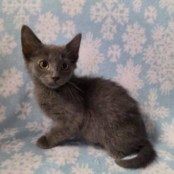 JULIEN -  Domestic Short Hair Cat for Adoption in Graham, Washington - JULIEN | PetCurious