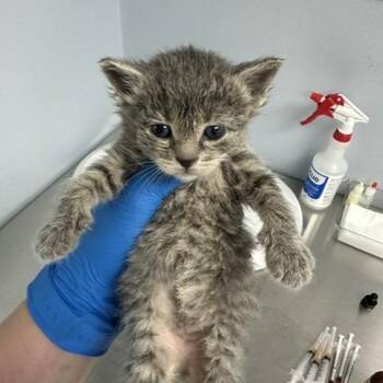 Nick -  Domestic Short Hair Cat for Adoption in Indianapolis, Indiana - Nick | PetCurious