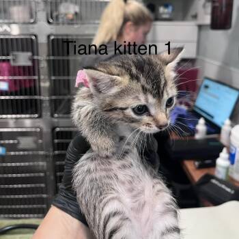 Tiana 1 -  Domestic Short Hair Cat for Adoption in Scituate, Massachusetts - Tiana 1 | PetCurious