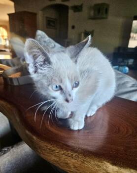 Strudel -  Domestic Short Hair and Siamese Cat for Adoption in Green Valley, Arizona - Strudel | PetCurious
