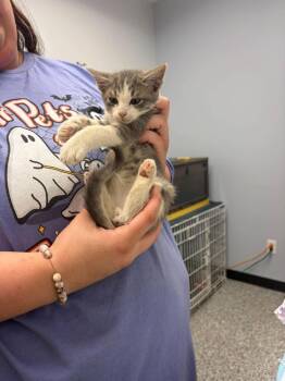 Macadamia -  Domestic Short Hair Cat for Adoption in Republic, Missouri - Macadamia | PetCurious