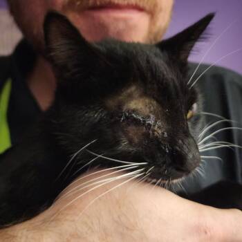 Atticus -  Domestic Short Hair Cat Available for Adoption in New York, New York - Atticus | PetCurious