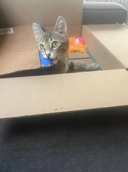 Rescue Domestic Short Hair Cats for Adoption in Davis, California - Scooter | PetCurious