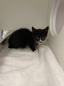 Rescue Domestic Short Hair Cats for Adoption in Oxford, North Carolina - Peanut | PetCurious