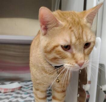 WATERWAY -  Domestic Short Hair Cat for Adoption in St. Louis, Missouri - WATERWAY | PetCurious