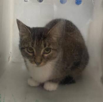 BOOTS -  Domestic Short Hair Cat for Adoption in Dallas, Texas - BOOTS | PetCurious