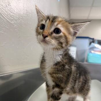America -  Domestic Short Hair Cat for Adoption in Ponca City, Oklahoma - America | PetCurious